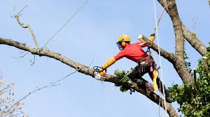 Our services include pruning, cleaning of crown, removal of tree and root growth, repair of damage, clearing of fallen tree, repair of turf, guying/ staking if you require tree cutting in singapore or if your trees require attention, come to us and we will provide you with treecare+! Tips For Safe And Smart Tree Trimming Cairns Tree Lopping Pros