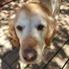 We are a charitable 501(c)(3) nonprofit missouri corporation based in st. As Good As Gold Golden Retriever Rescue Of Illinoisbo As Good As Gold Golden Retriever Rescue Of Illinois