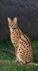 Cat Breeds of Africa - the Comprehensive Cat Site