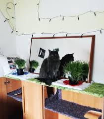 Tatsächlich pieseln und koten unsere felinen genossen nicht sonderlich gern in ein und dasselbe klo. Katzen Kletter Schrank Diydecor Wohnzimmer Up