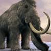 Großverkauf mammut tier aus china mammut tier großhändler über großverkauf, großverkauf und mehr bei alibaba.com. Https Encrypted Tbn0 Gstatic Com Images Q Tbn And9gctybe Azlia6pk54ph9lfaunn5xnjwusosc7fnubgyqmweuwqo9 Usqp Cau
