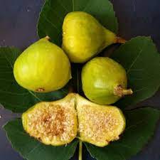 Most of the plums we eat are grown on varieties of this tree. Italian Honey Fig Blanche A K A Lattarula Ficus Carica Fig Fig Varieties Fruit Forest