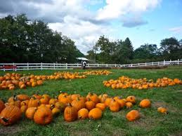 Autumn blessings by billy jacobs 16x20 hay wagon pumpkins black cat corn shocks red barn fall scene framed art print picture. Pumpking Picking Between Boston Providence New England Fall Pumpkin Patches
