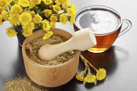 The coltsfoot is a very frugal spring bloomer for moist locations. Benefits Of Coltsfoot Fertilizer Feeding Plants With Coltsfoot Tea