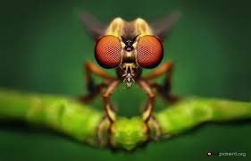 A macro in computer science is a rule or pattern that specifies how a certain input should be mapped to a replacement output. Stunning Macro Photos Of Insects Show Their Complex Beauty
