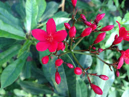 Image result for Jatropha erythropoda