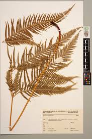 Image result for Pteris dentata