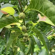 Image result for Maclura