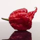 What is the hottest pepper in the world now?