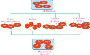 Understanding the camels rating system. Erythrocytes An Overview Sciencedirect Topics
