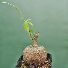 Image result for Adenia stenodactyla