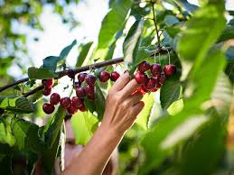 We've been serving the boise area since 2003, and look forward to many more years! 7 Impressive Health Benefits Of Cherries