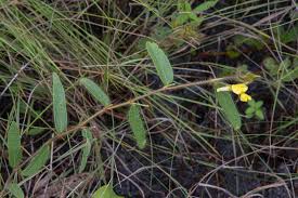 Image result for Eriosema pumilum