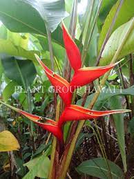 Pin On Heliconia S
