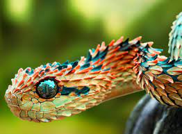 Nature S Lovers On Twitter Viper Snake African Bush Viper Pet Snake