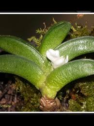 Image result for Microcoelia stolzii