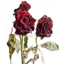 We make it so that you can send gorgeous flowers to india with our huge selection of flowers. Dried Flowers At Best Price In India