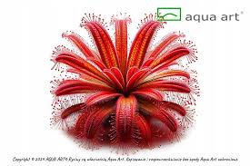 Image result for Xyris natalensis