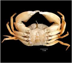 Image result for Cribbia brachyceras