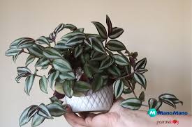 Vi sono molti tipi di pianta che possono crescere con successo in appartamento: 5 Piante Pendenti Da Interno Per La Tua Casa Mani All Opera
