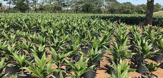 Sopb group offers various career opportunities in its whole business spectrum. Oil Palm In Mexico Nestle Global