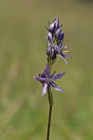 Image result for Swertia