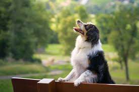 Miniature australian shepherd vs miniature american shepherd (mas). Complete Mini Australian Shepherd Guide 6 Must Read Facts Perfect Dog Breeds