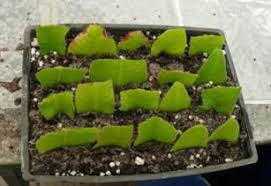 Image result for Streptocarpus montis-bingae