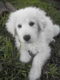 Read about height, weight, temperament, good with children, activity level, grooming tips and training. Maremma Sheepdog Puppies Puppy Dog Gallery
