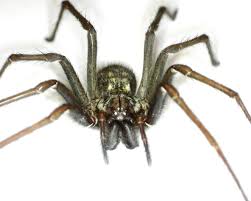 Für die sehr gefährliche chilenische winkelspinne, die nicht zur gattung der winkelspinnen gehört. Grosse Winkelspinne Naturfotos Naher Hingeschaut