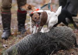 Chien de chasse pour sanglier. Mort D Un Vetetiste En Haute Savoie L Arrete Chasse Du Prefet De L Isere De Nouveau Dans Le Viseur Des Associations Place Gre Net