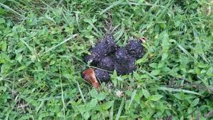 Are nightcrawlers better treat for the chickens than earthworms? How To Get Rid Of Night Crawlers In My Lawn Doityourself Com Community Forums