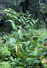 Image result for Streptopetalum