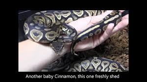 Maybe you would like to learn more about one of these? Baby Cinnamon Ball Pythons Youtube
