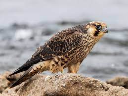 Hawkquest anatum peregrine falcon (male). Peregrine Falcon Ebird