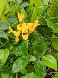 Image result for Ruttya fruticosa