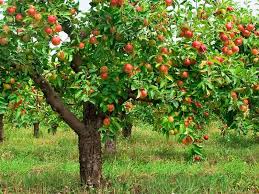 Since it grows well in open shade, you can plant it under fruit and nut trees. How Far To Plant Fruit Trees Apart