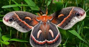 Image result for Cecropia