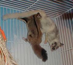 Sugar Glider Colors