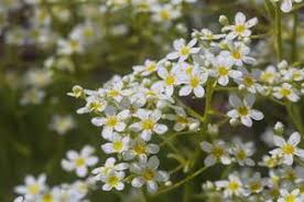 Image result for Galiniera saxifraga