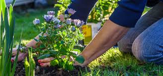 The most known are annual: 6 Tips On Planting Perennial Gardens For Beginners Urban Roots Garden Market