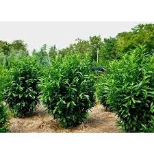 'otto luyken' 5 gal (33) 1: What Is Skip Laurel Plant Why To Purchase Them By Danielsmack Medium