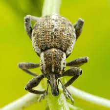 Maybe you would like to learn more about one of these? How To Control Black Vine Weevils Planet Natural