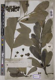 Image result for Brexia madagascariensis