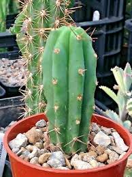 How to grow a cactus. Trichocereus Pachanoi San Pedro Kaktus Eur 12 50 Picclick De