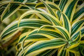 Dracaena thrives outdoors in areas that are frost free. Dracaena Plant Varieties What Are The Best Kinds Of Dracaenas To Grow