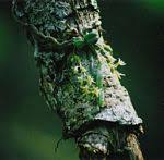 Image result for Summerhayesia zambesiaca