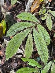 Image result for Elatostema monticola