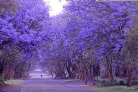 Image result for jacaranda tree