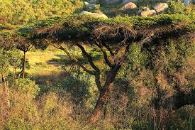 Image result for Acacia abyssinica